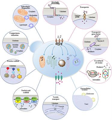 Refining Metabolic Mass Transfer for Efficient Biosynthesis of Plant Natural Products in Yeast